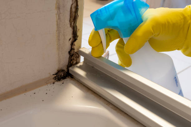 Best Mold Damage Repair  in Elk River, MN